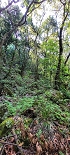 Plants: image 41 Of 208 Thumb